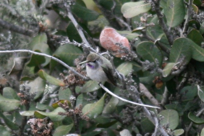 Costa's Hummingbird - ML38589321