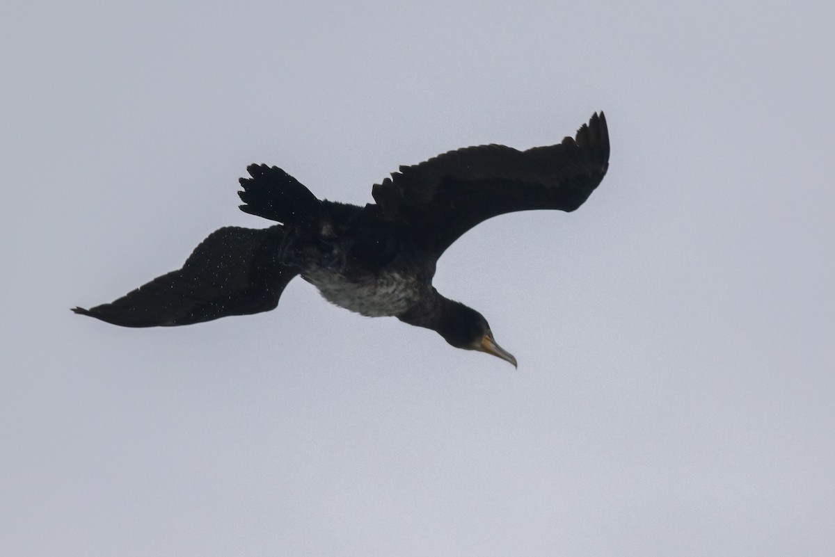 Great Cormorant (North Atlantic) - ML385894301