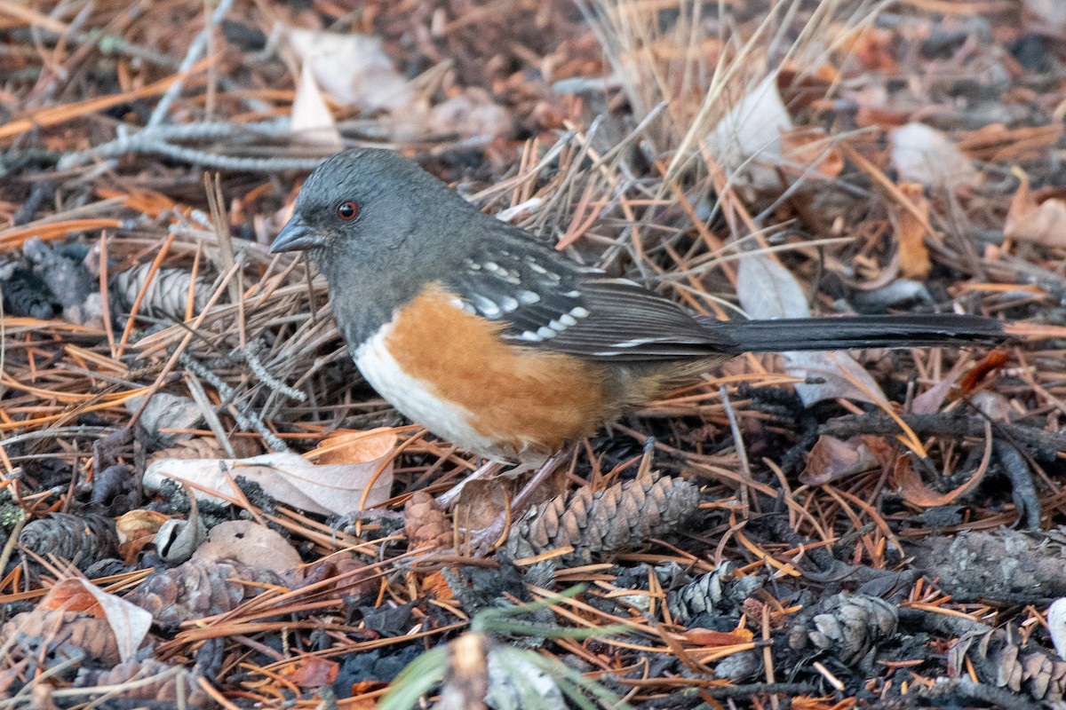 Spotted Towhee - ML385895281