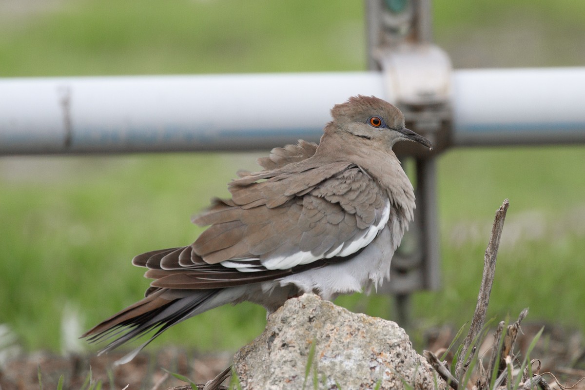 White-winged Dove - ML385895331