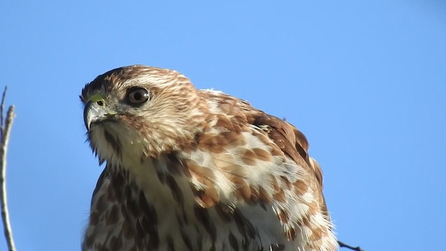 Broad-winged Hawk - ML385895391