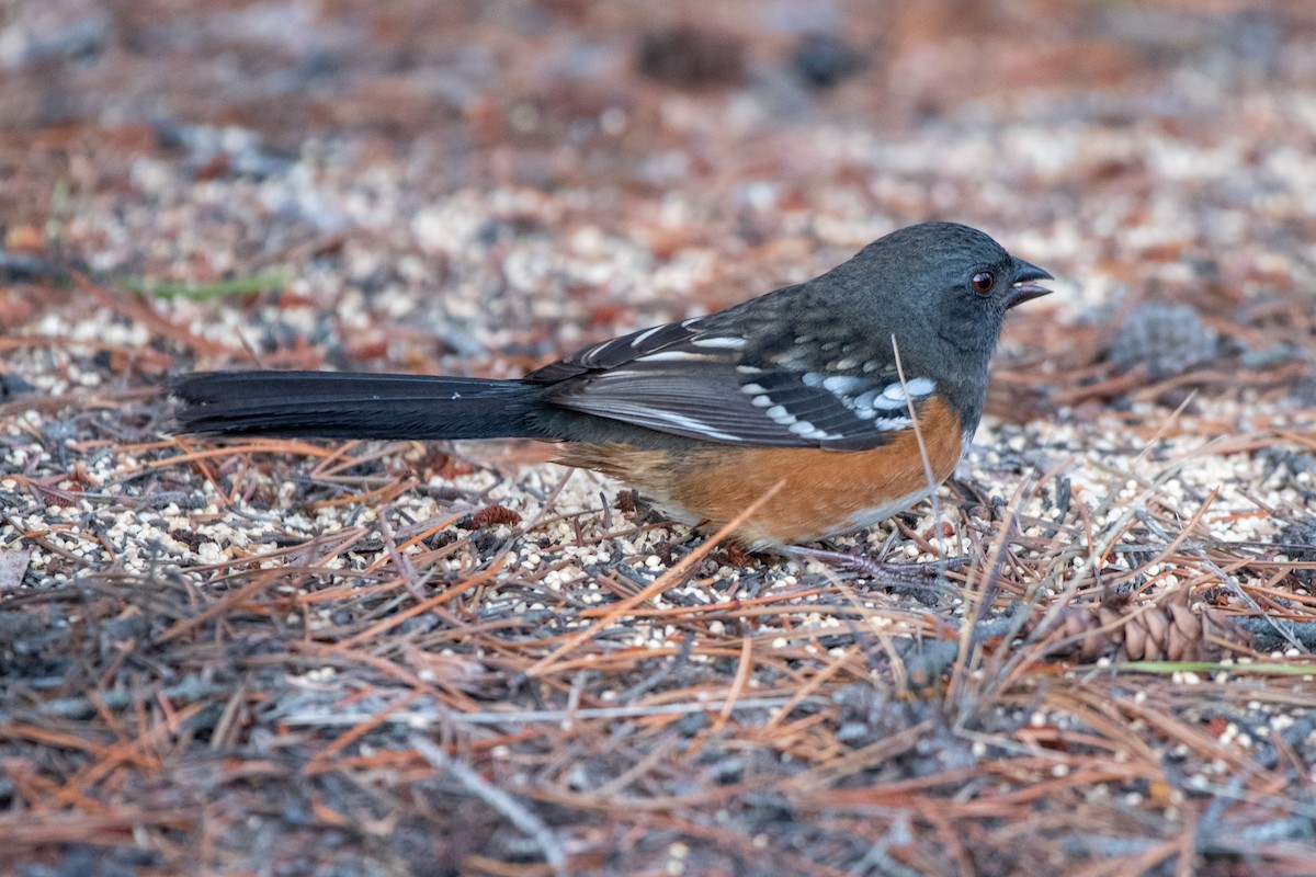 Spotted Towhee - ML385895491
