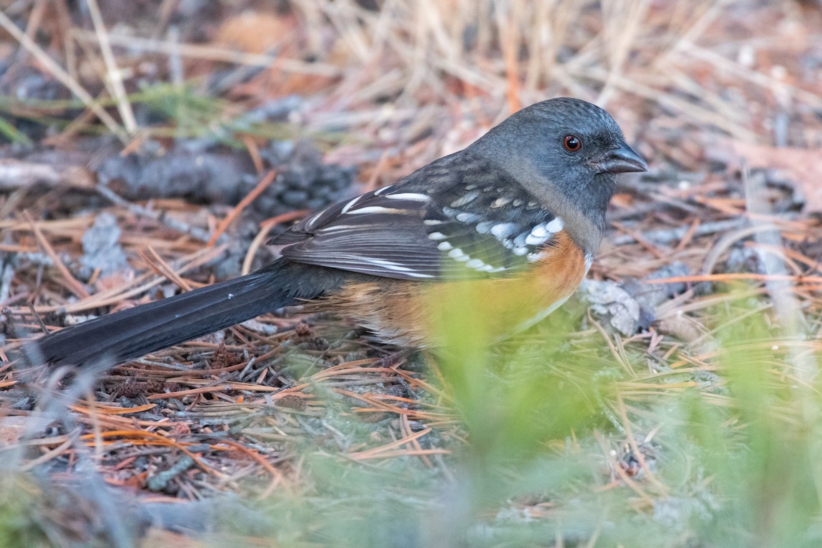 Spotted Towhee - ML385895601