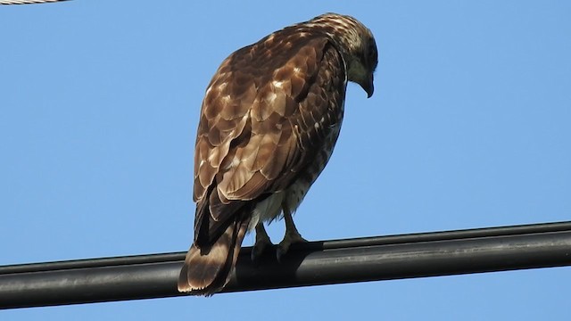 Broad-winged Hawk - ML385895981