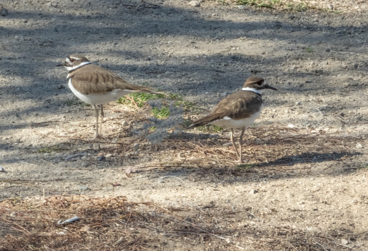 Killdeer - mark cavallo