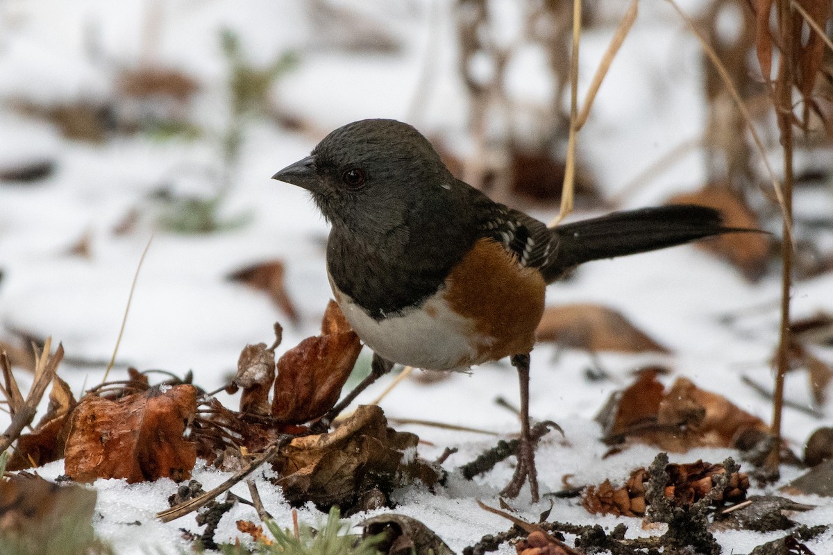 Spotted Towhee - ML385896611