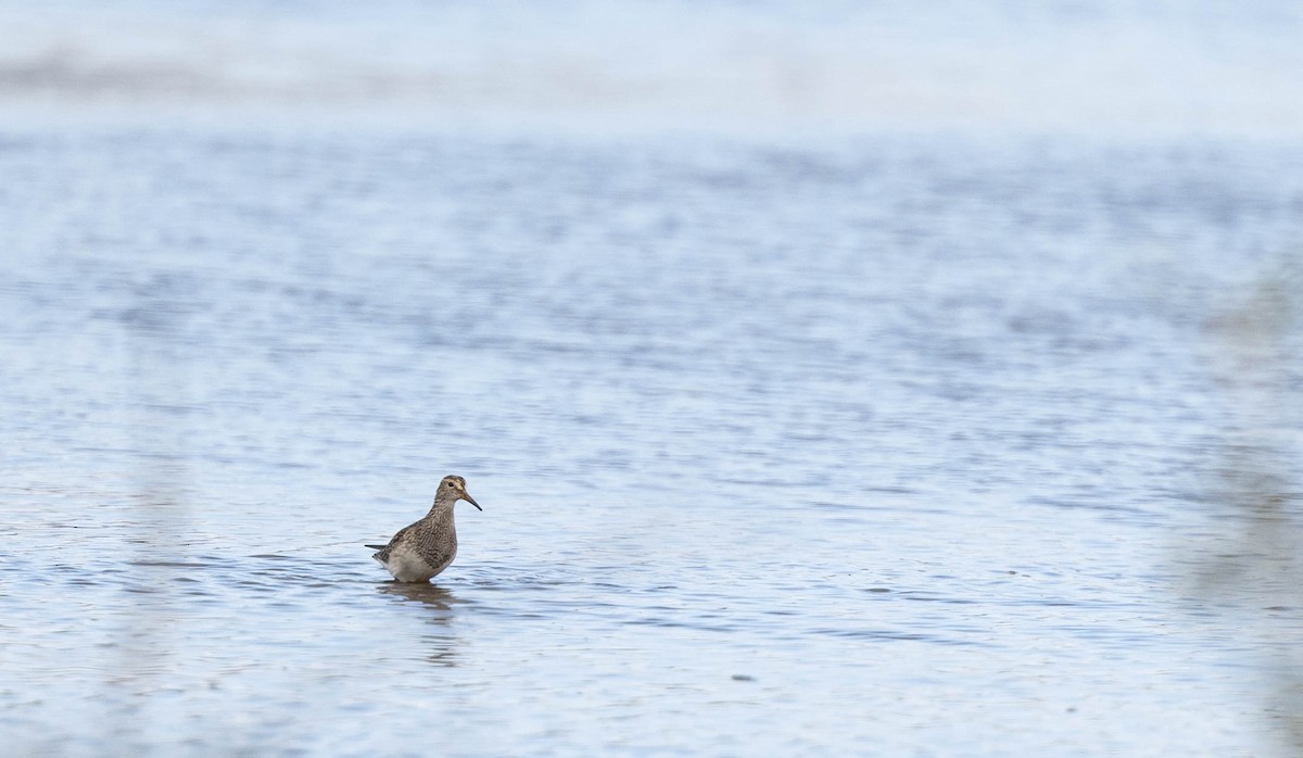 Graubrust-Strandläufer - ML385897441