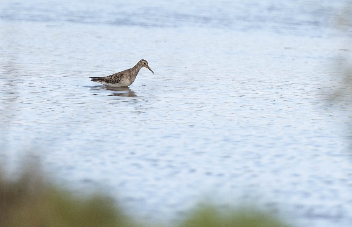 Bécasseau à poitrine cendrée - ML385897521