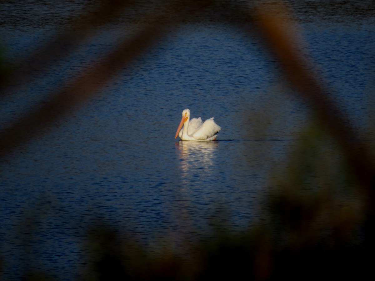 Nashornpelikan - ML38589781