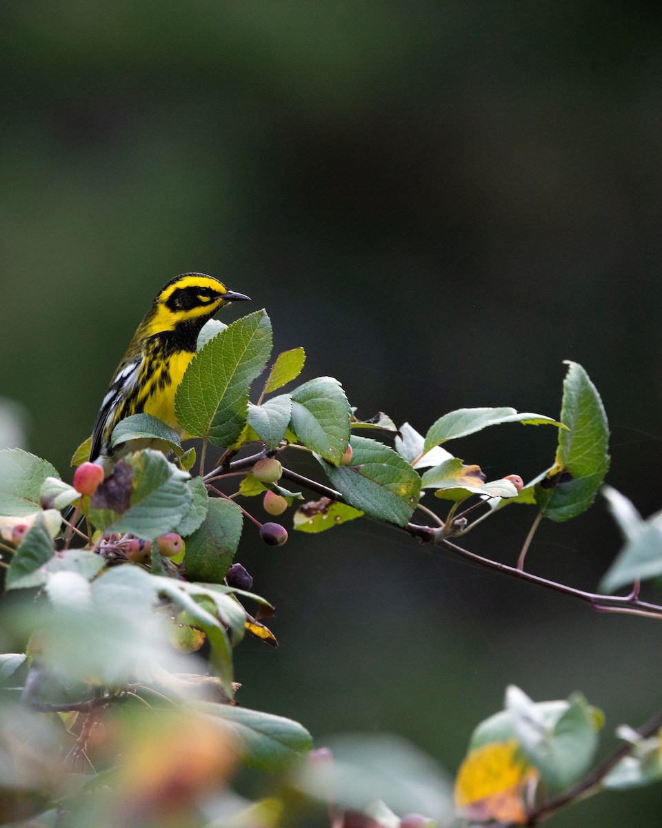 Townsend's Warbler - ML385899381