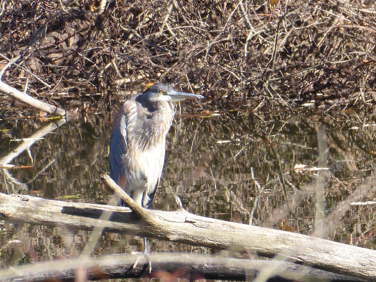 Great Blue Heron - ML385899731