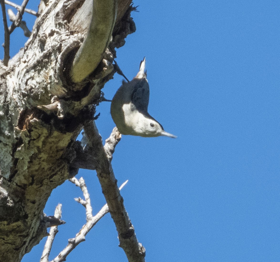 White-breasted Nuthatch - ML385899751