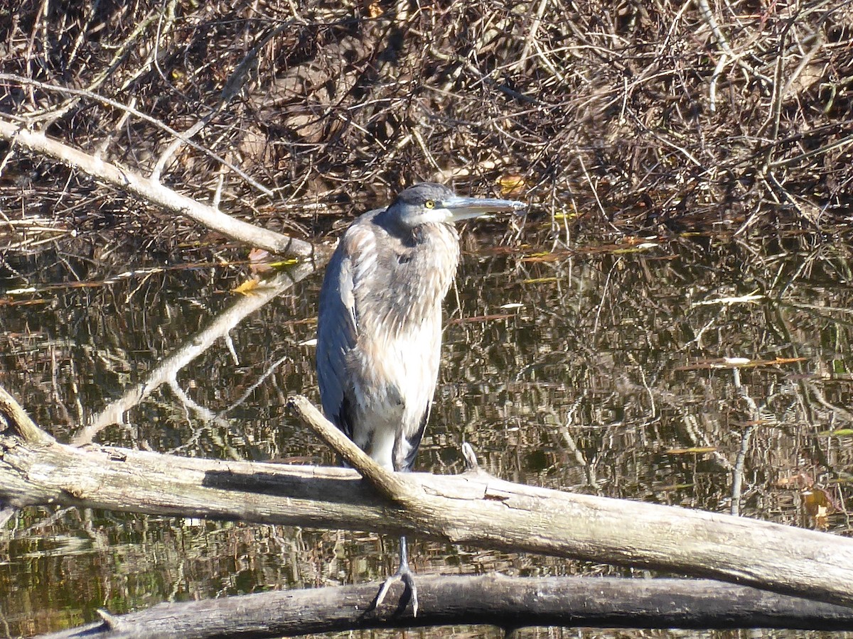 Great Blue Heron - ML385899931