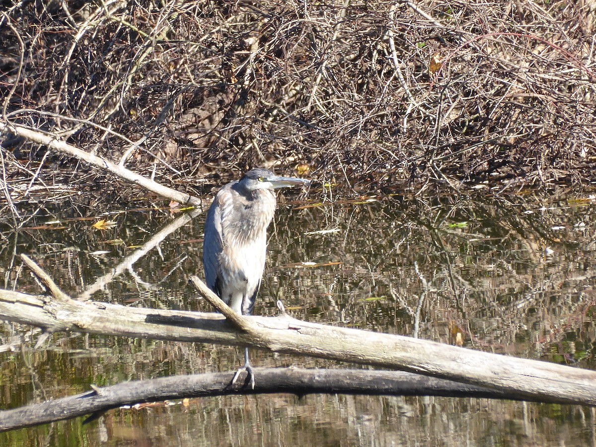 Great Blue Heron - M. Jordan