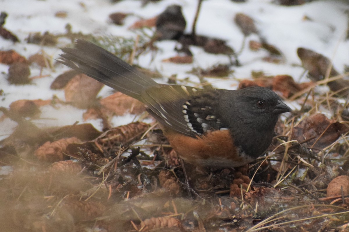 Spotted Towhee - ML385902881