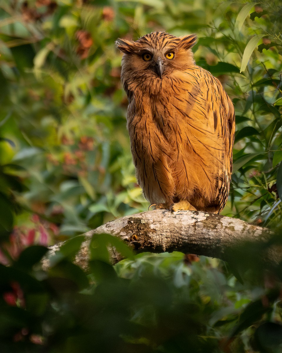 Buffy Fish-Owl - ML385903131