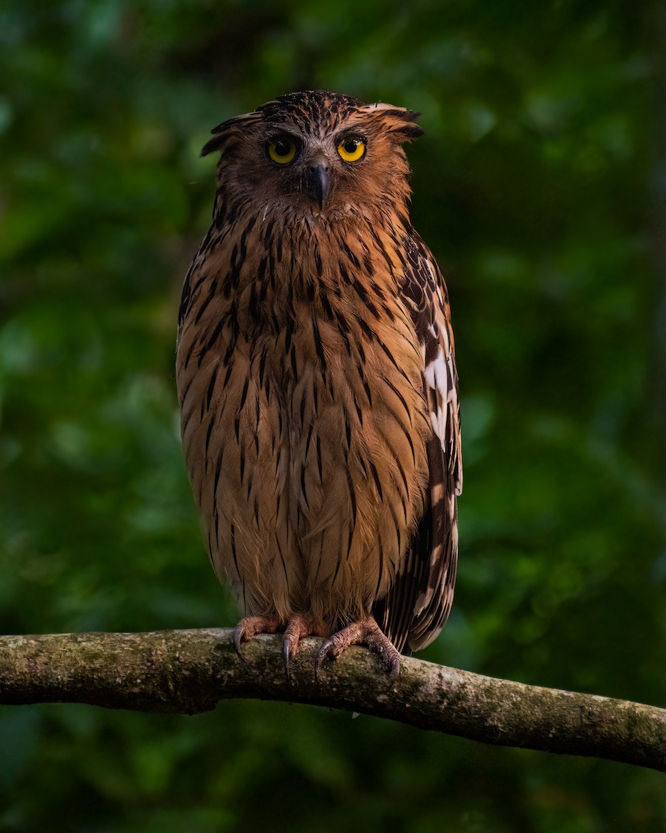 Buffy Fish-Owl - ML385903161