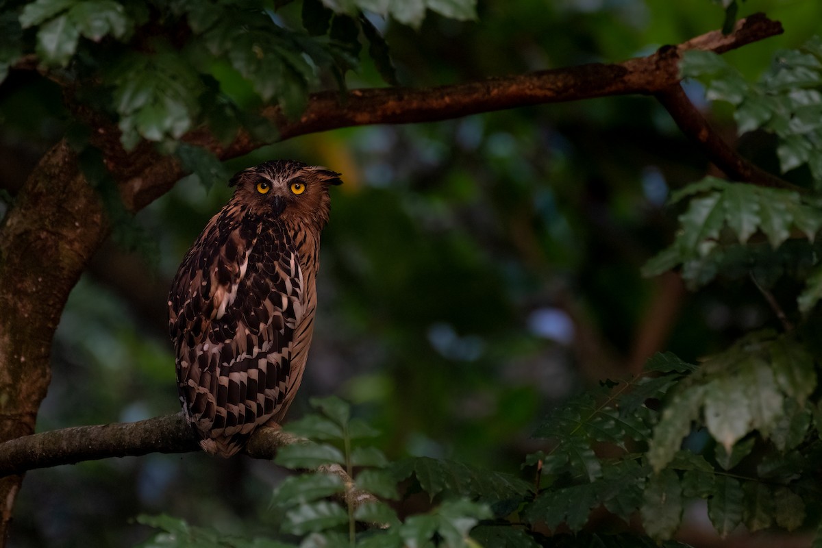 Buffy Fish-Owl - ML385903171