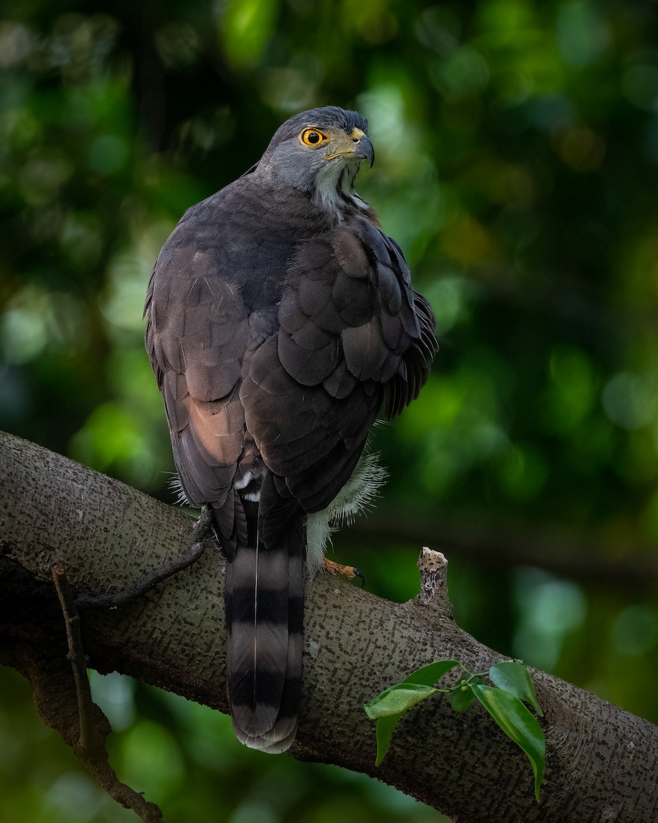 Crested Goshawk - ML385904301
