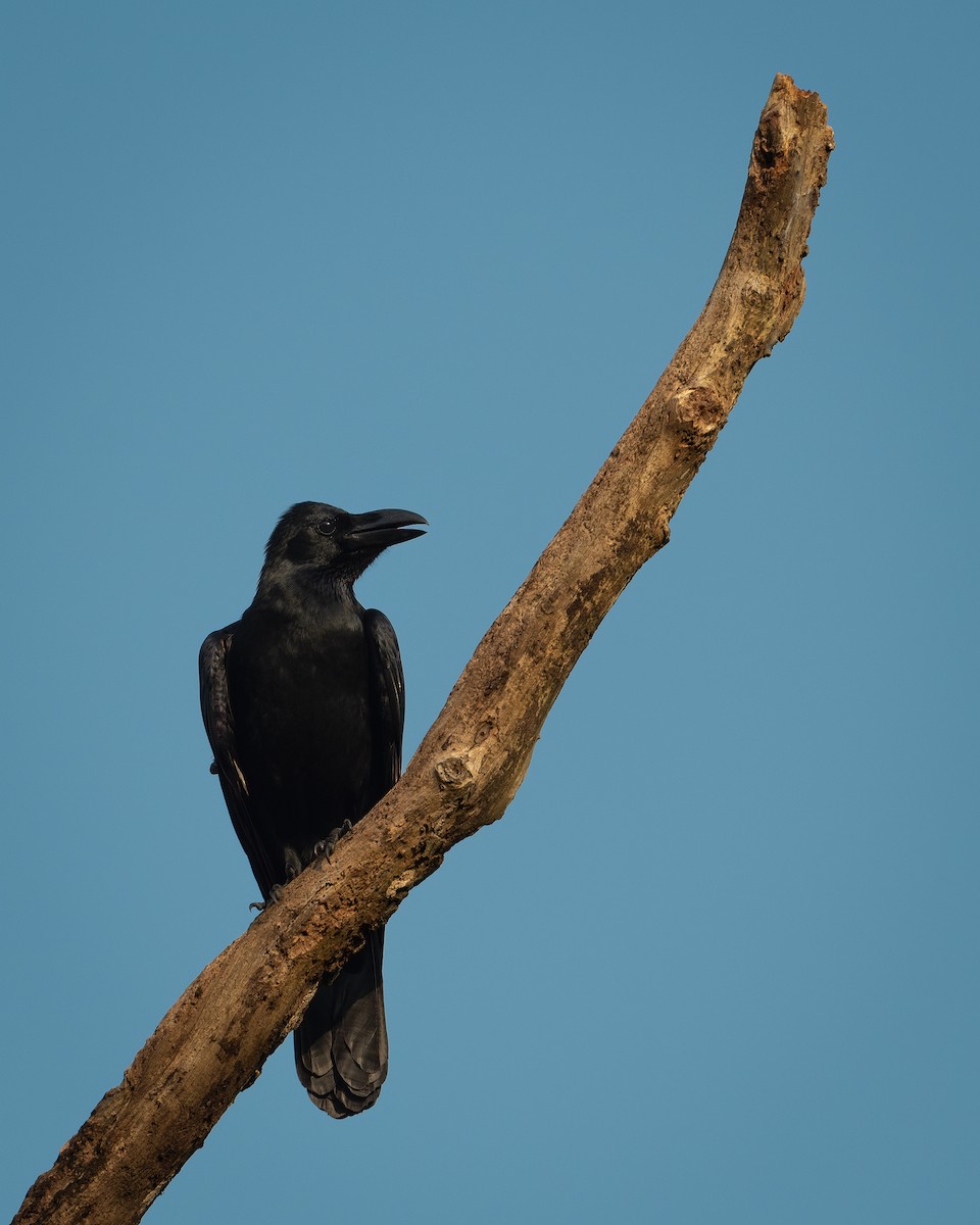 Large-billed Crow - ML385904311