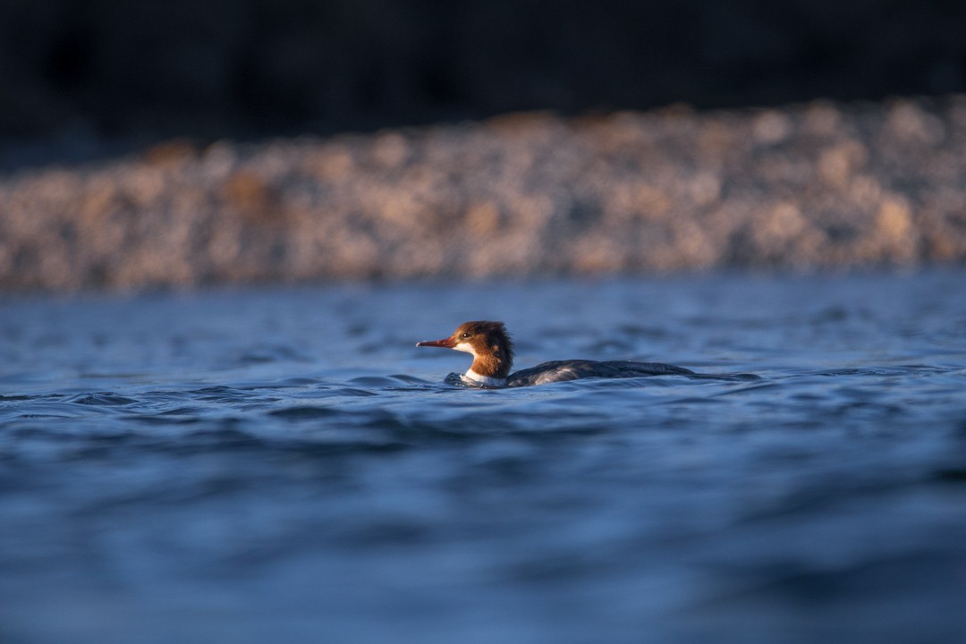 Common Merganser - Rain Saulnier