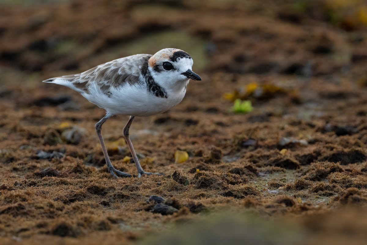 Malaysian Plover - ML385906321