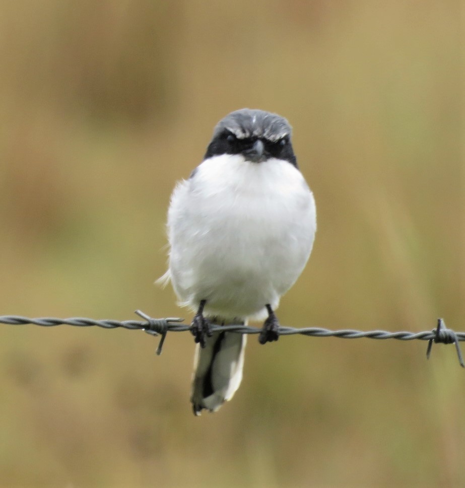 Loggerhead Shrike - Michael Bowen