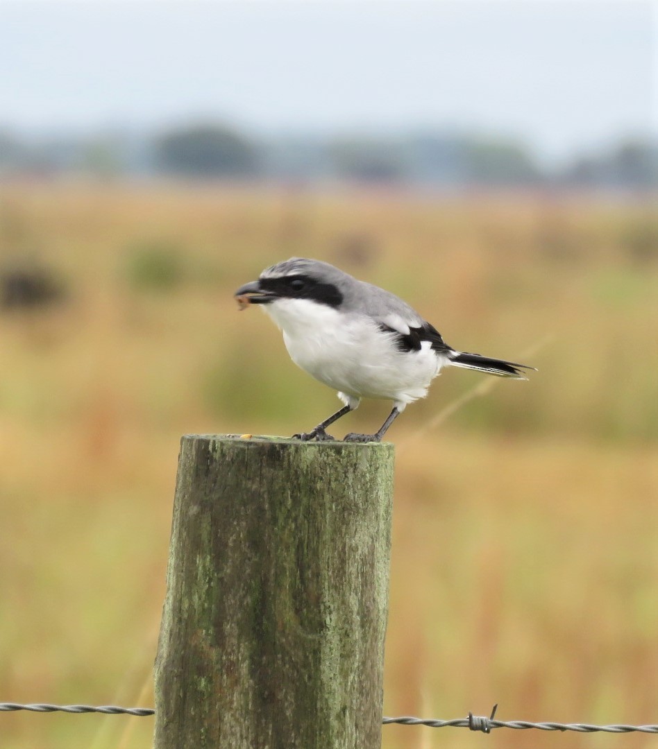 Loggerhead Shrike - Michael Bowen