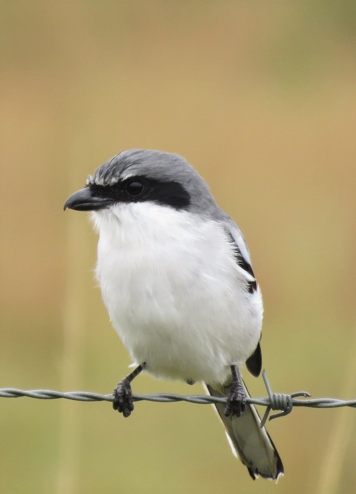 Loggerhead Shrike - Michael Bowen