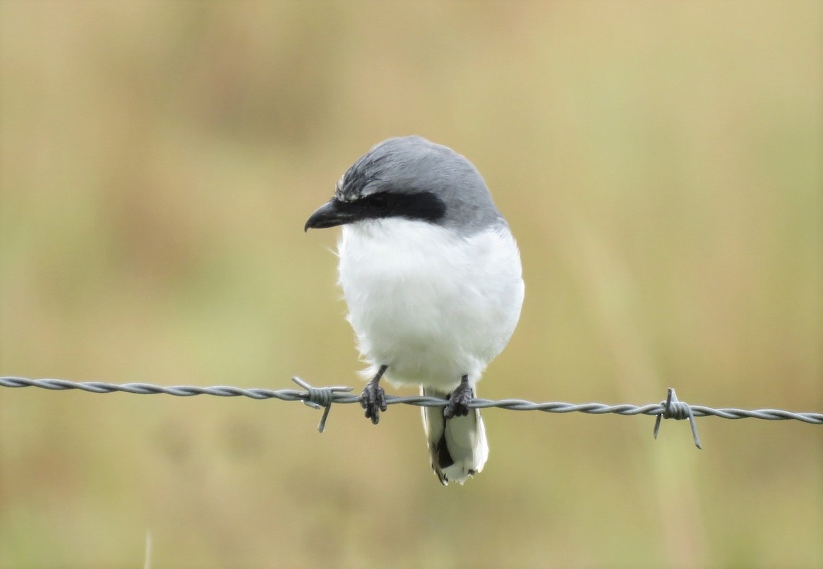 Loggerhead Shrike - Michael Bowen