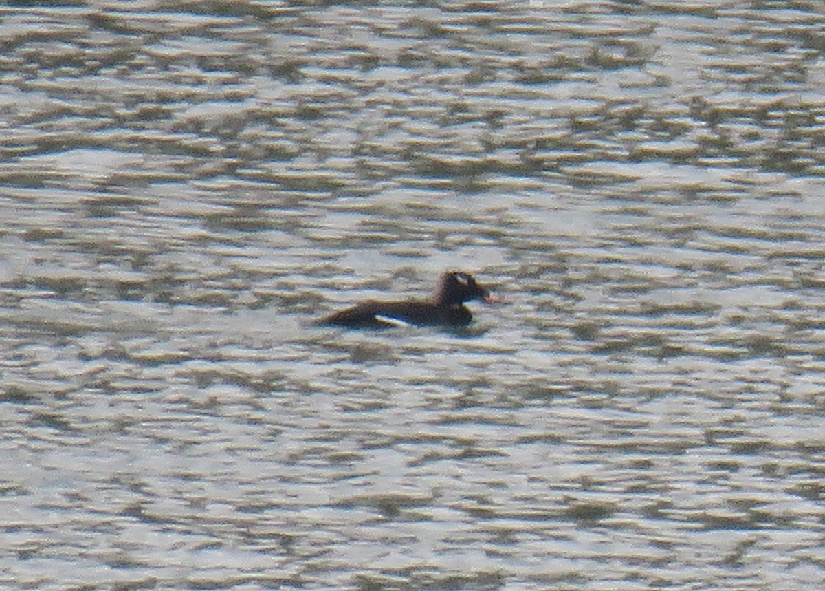 White-winged Scoter - ML385907641