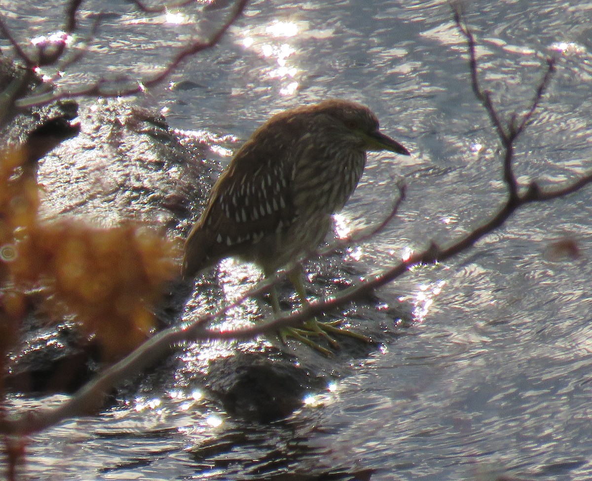 Black-crowned Night Heron - ML385907851