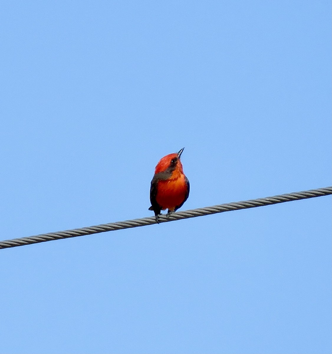 Vermilion Flycatcher - ML385907961