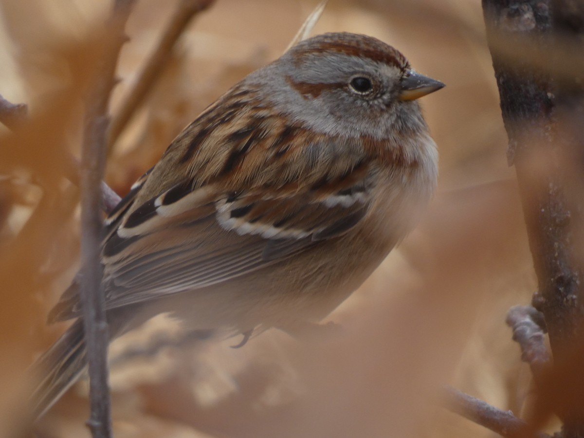 American Tree Sparrow - ML385908511