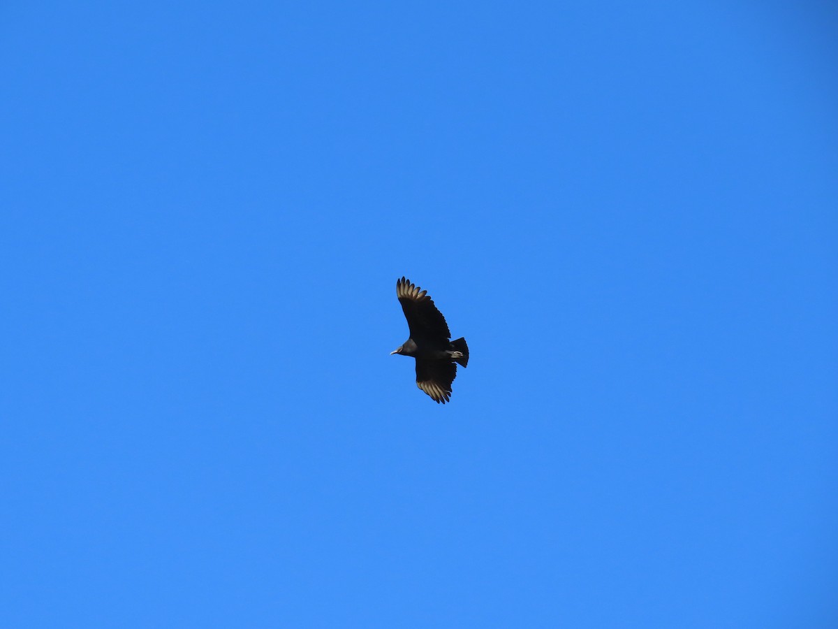 Black Vulture - ML385909571