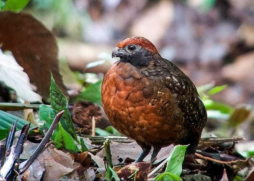 Black-eared Wood-Quail - ML385909581