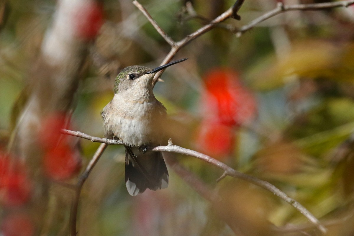 Ruby-throated Hummingbird - Michael O'Brien