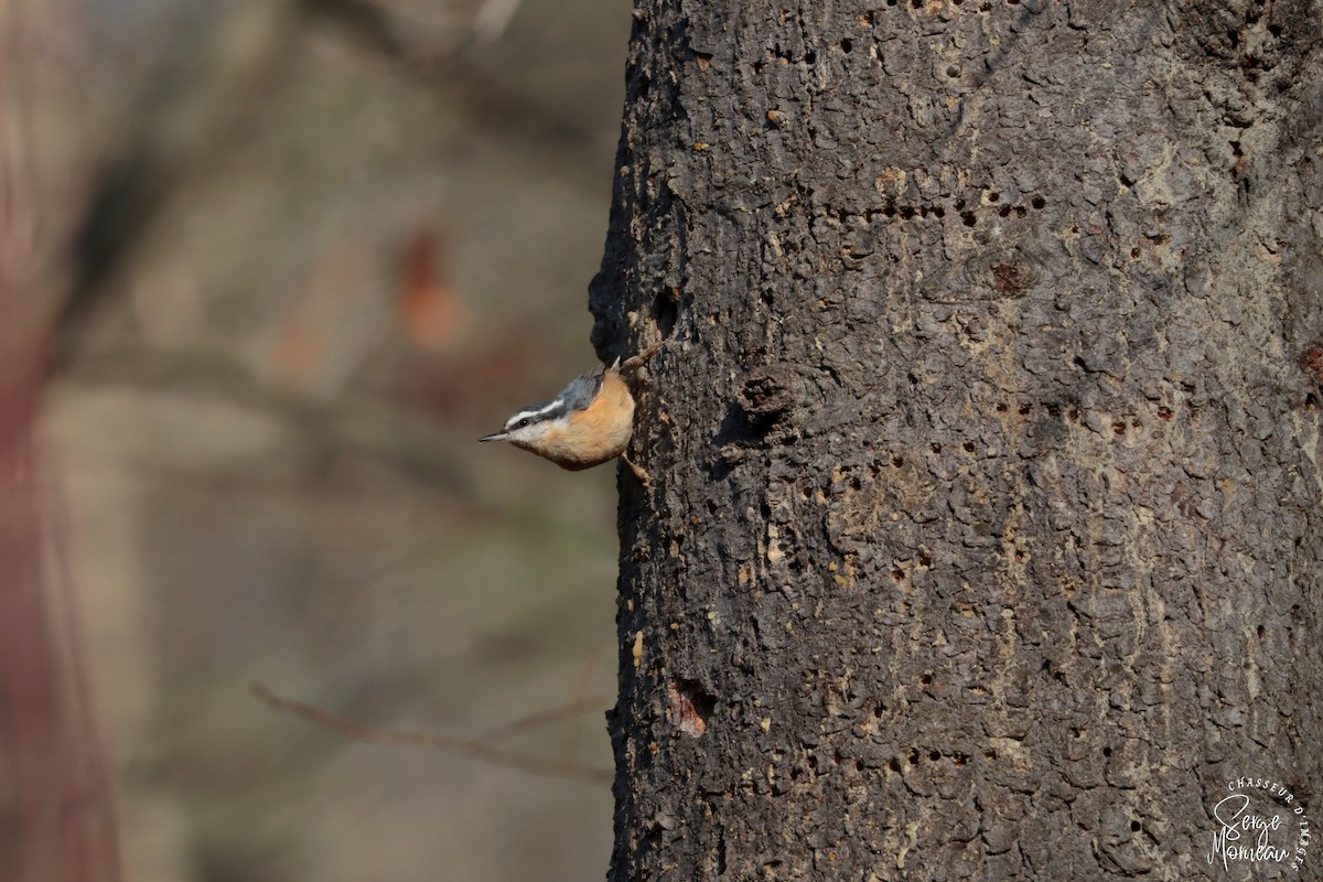 Red-breasted Nuthatch - Serge Morneau