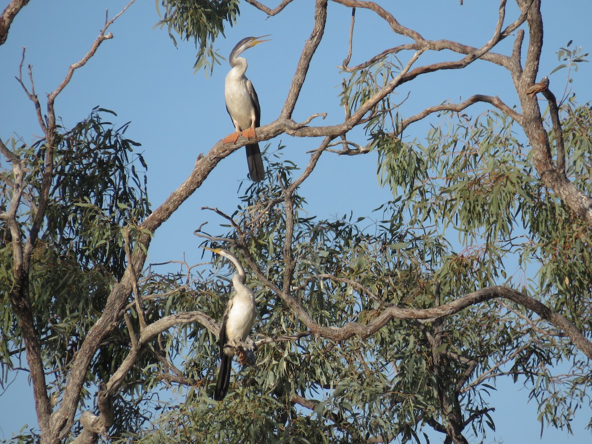 Austral-Schlangenhalsvogel - ML385912481