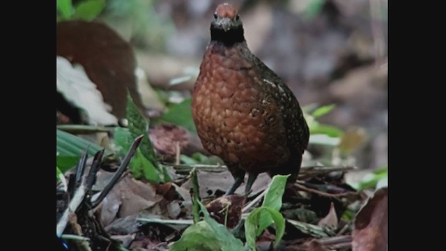 Black-eared Wood-Quail - ML385912921