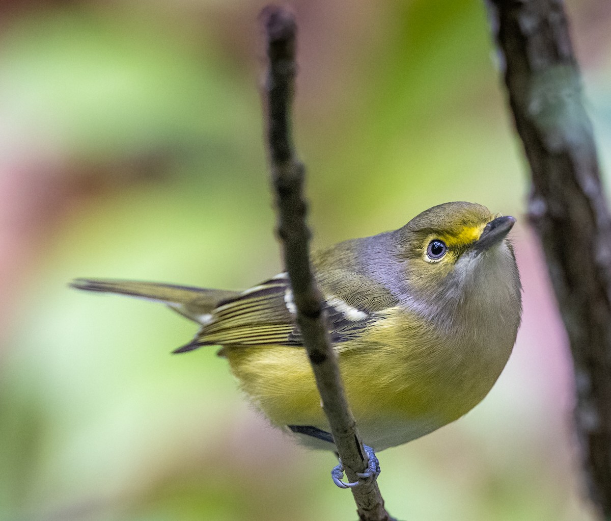 White-eyed Vireo - ML385913041