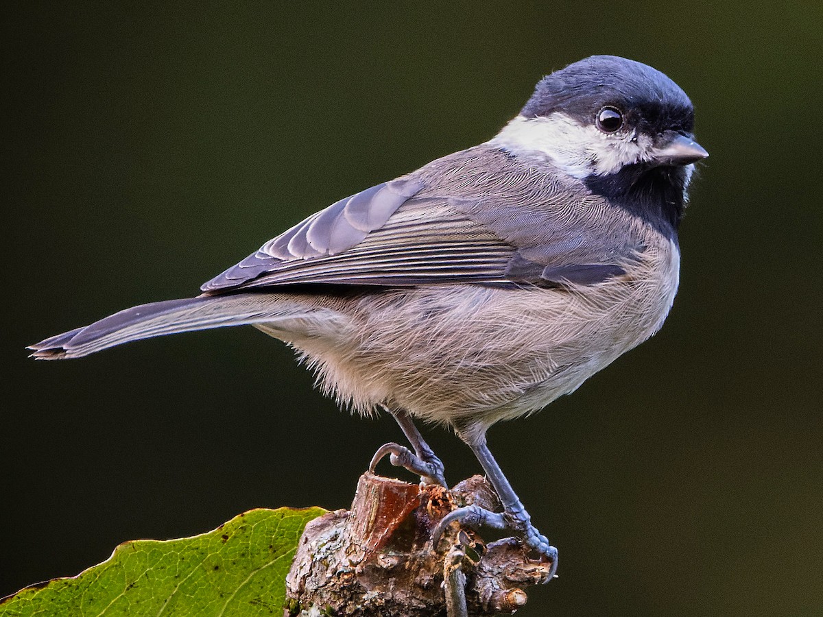 Black-bibbed Tit - eBird