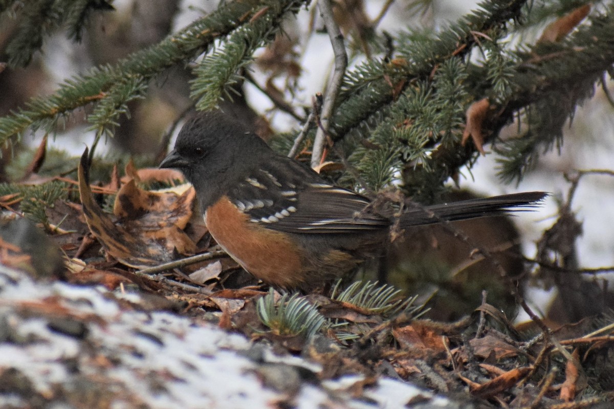 Spotted Towhee - ML385916641