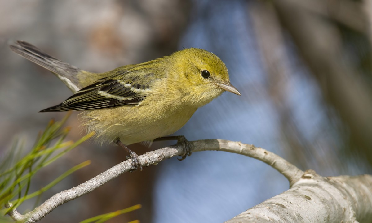 Bay-breasted Warbler - ML385919991