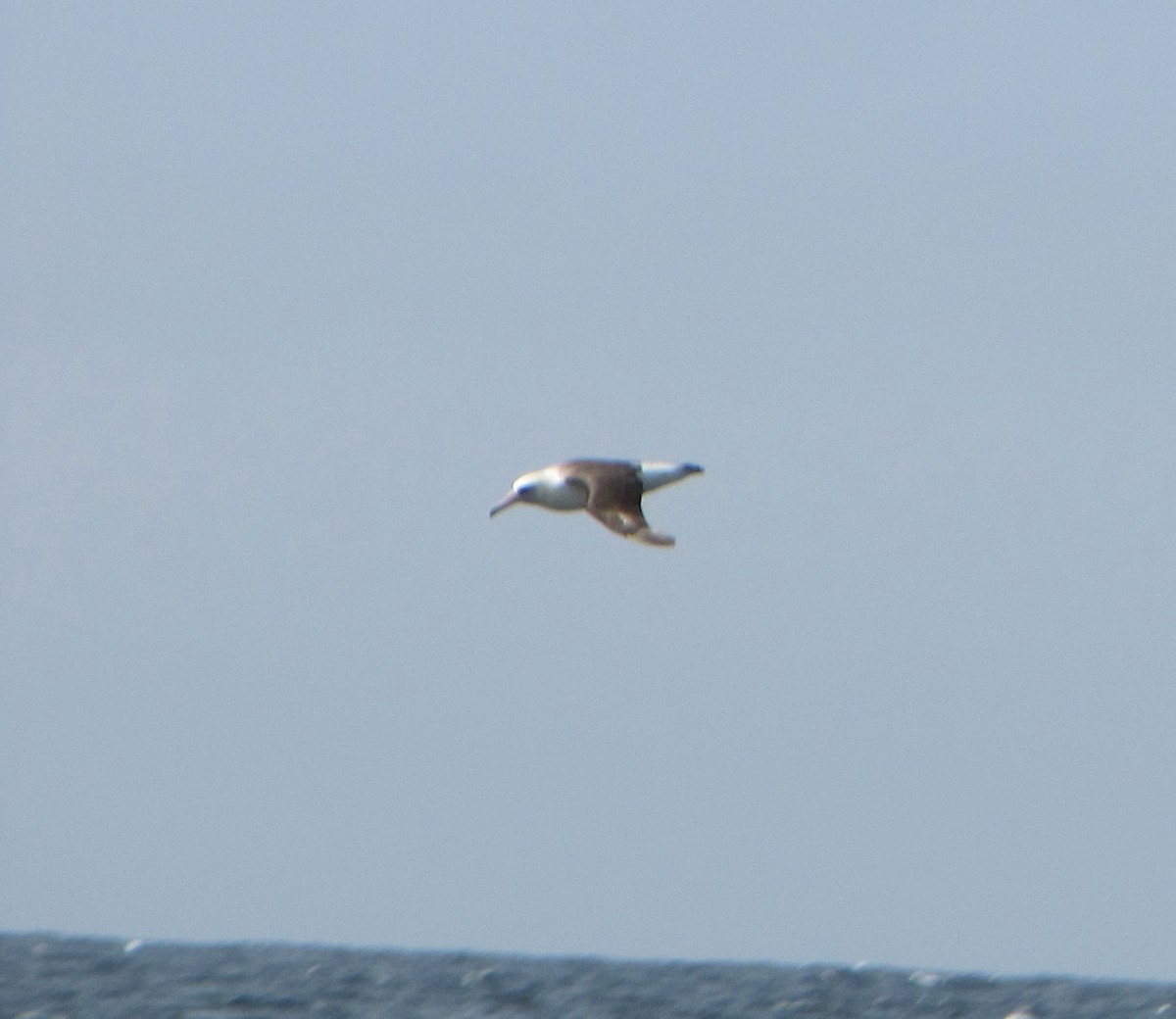 Laysan Albatross - ML38592001
