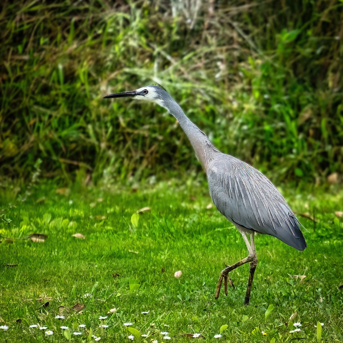 White-faced Heron - bruce thomson