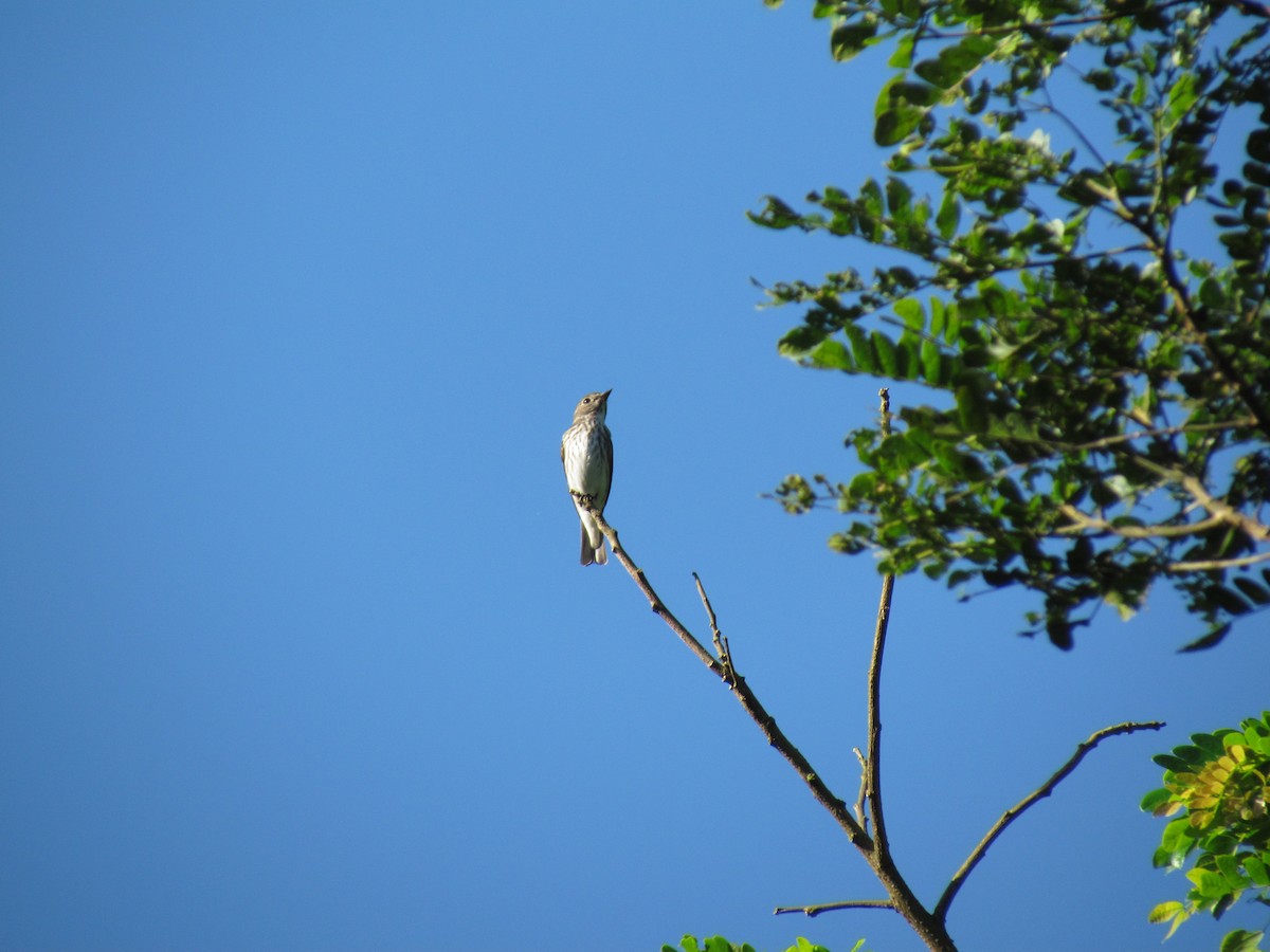 Gray-streaked Flycatcher - ML385921931