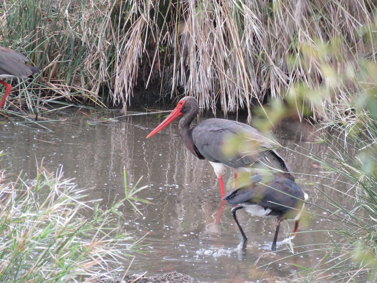 Black Stork - ML38592201