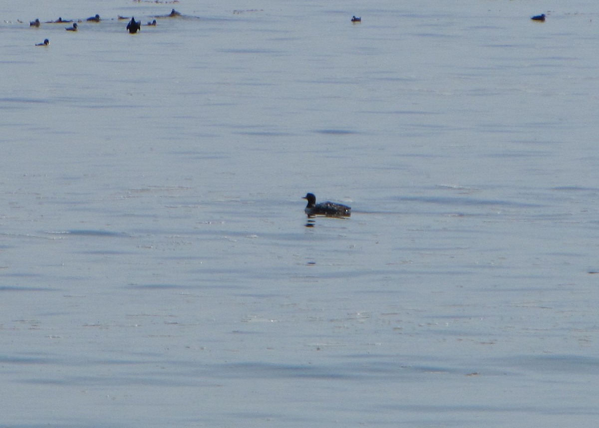 Common Loon - Paul Fenwick