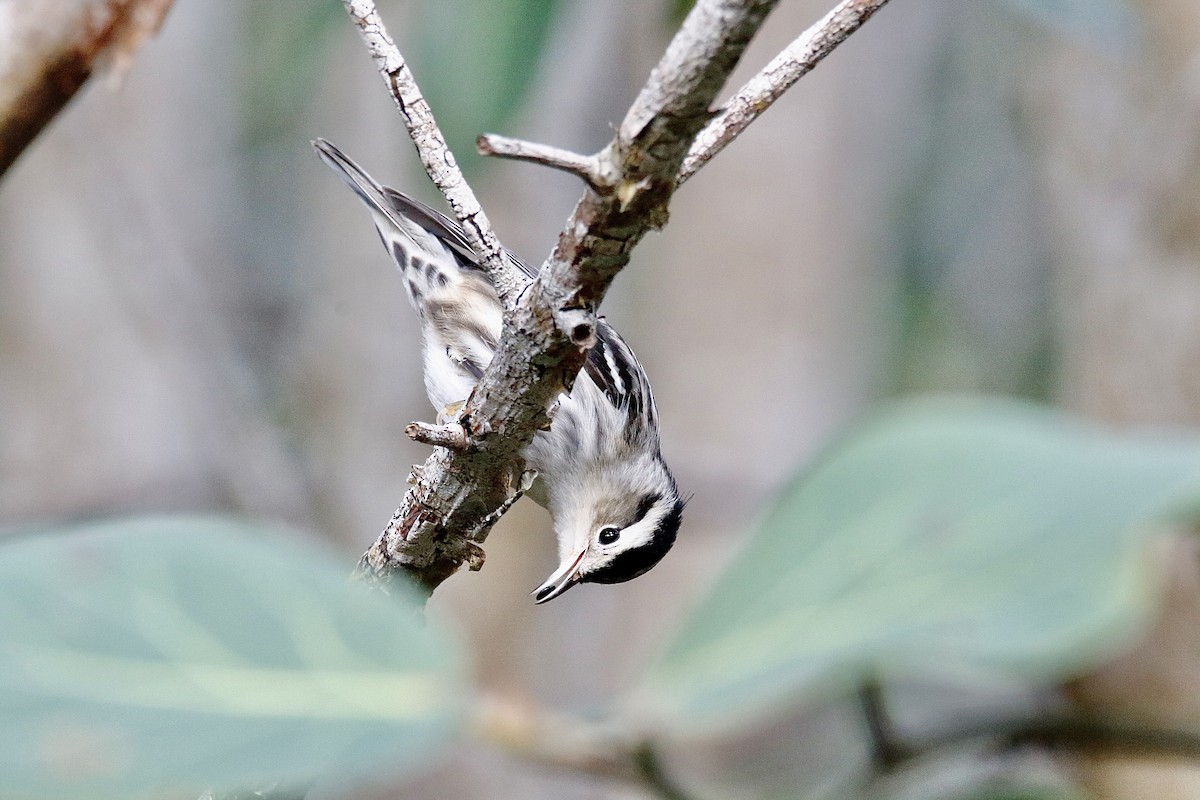 Black-and-white Warbler - ML385926751